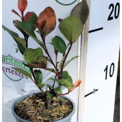   Törpe korallberkenye Photinia 9 cm Little Red Robin 9 cm cser