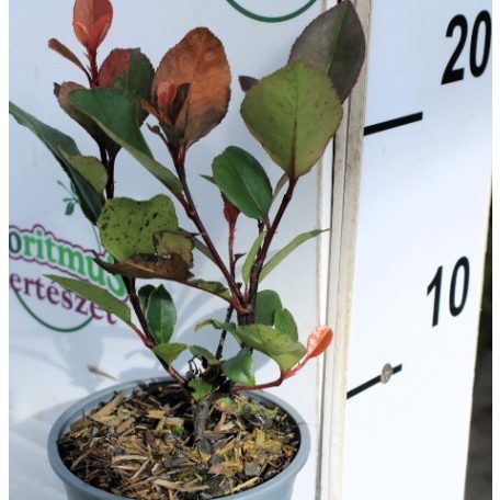 Korallberkenye Photinia 9 cm Little Red Robin 9 cm cser