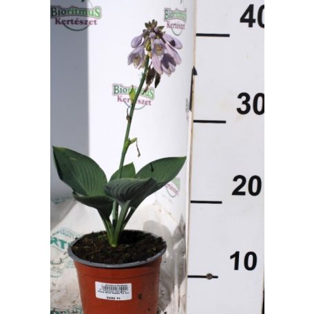 Árnyékliliom Hosta Blue Vision 14 cm