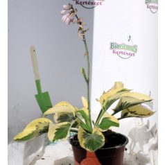 Árnyékliliom Hosta Brim Cup 14 cm