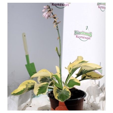 Árnyékliliom Hosta Brim Cup 14 cm