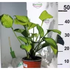 Árnyékliliom Hosta plantaginea Guacamole 17 cm