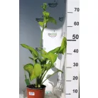 Árnyékliliom Hosta plantaginea Guacamole 17 cm