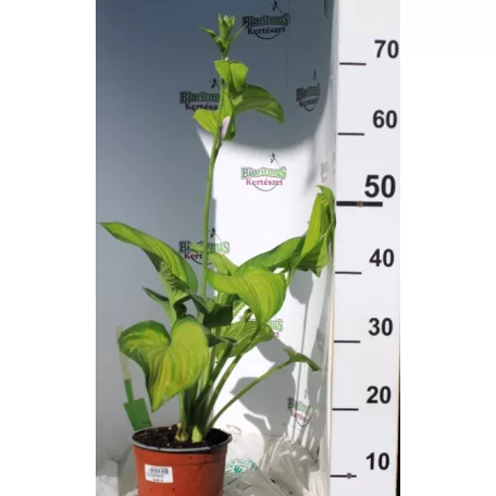 Árnyékliliom Hosta plantaginea Guacamole 17 cm
