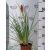 Fürtös fáklyaliliom Kniphofia Red Hot Popsicle 15 cm