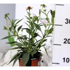 Apróvirágú kúpvirág Rudbeckia fulgida Little Goldstar 15 cm