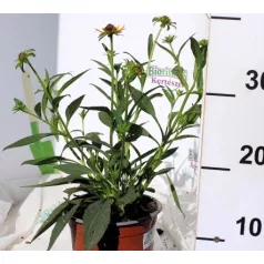   Apróvirágú kúpvirág Rudbeckia fulgida Little Goldstar 15 cm