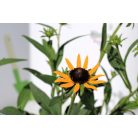 Apróvirágú kúpvirág Rudbeckia fulgida Little Goldstar 15 cm