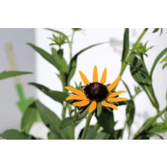   Apróvirágú kúpvirág Rudbeckia fulgida Little Goldstar 15 cm