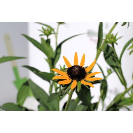 Apróvirágú kúpvirág Rudbeckia fulgida Little Goldstar 15 cm