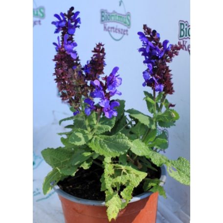 Ligeti zsálya Salvia nemorosa Marvel Dark Blue 14 cm