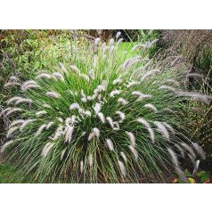 Évelő tollborzfű Pennisetum alop. Weserbergland 14 cm