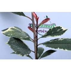 Tarkalevelű korallberkenye Photinia Lousie