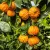 Keserű narancs vagy Sevillai narancs Citrus aurantium canaliculata