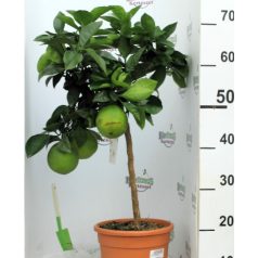 Édes narancs Citrus sinensis