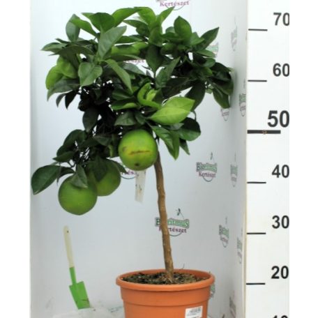 Citrus sinensis