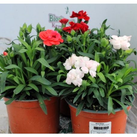 Kerti szegfű Dianthus Oscar mix