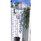 Jedói cseresznye Prunus yedoensis Shidare Yoshino K 7.5