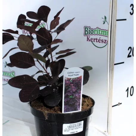 Bíbor cserszömörce Cotinus cog. Royal Purple 20 cm