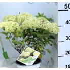 Cserjés hortenzia Hortenzia Hydrangea a. BellaRagazza Limetta 20-25