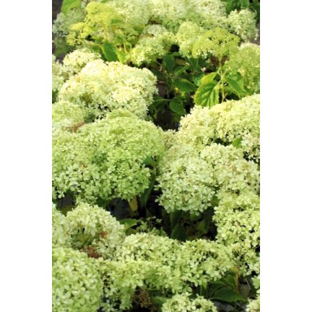 Cserjés hortenzia Hortenzia Hydrangea a. BellaRagazza Limetta 20-25