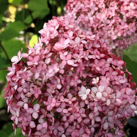 Cserjés hortenzia Hortenzia Hydrangea arb. Pink Annabelle C5
