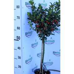 Törzses kék magyal Ilex mes. Blue Maid P19 cm