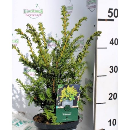 Tiszafa Taxus b. Kupfergold P18 cm