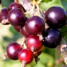 Josta bokor Ribes Josta V2