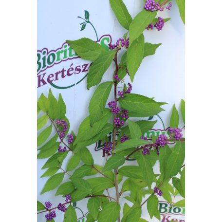 Kínai lilabogyó Callicarpa dichotoma