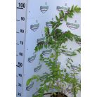 Kínai lilabogyó Callicarpa dichotoma