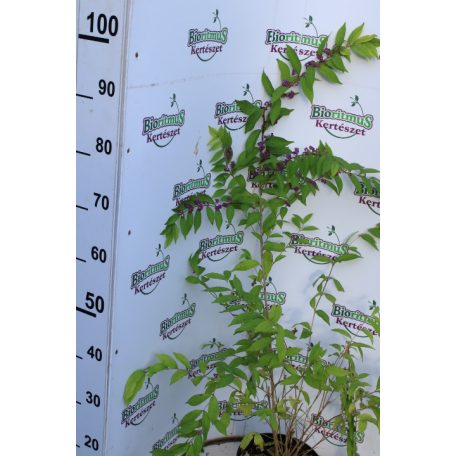 Kínai lilabogyó Callicarpa dichotoma