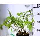 Erdei pajzsika Dryopteris filix mas