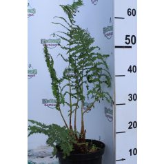 Dryopteris filix mas Erdei pajzsika