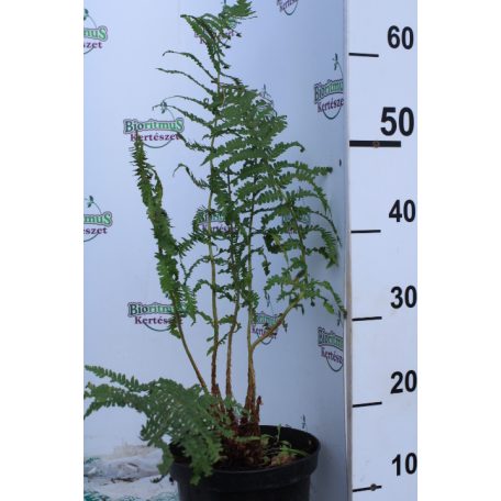 Dryopteris filix mas Erdei pajzsika