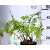 Erdei pajzsika Dryopteris filix mas