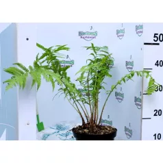 Erdei pajzsika Dryopteris filix mas