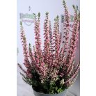 Csarab Calluna vulg. 'Beauty Ladies 25-30cm P11