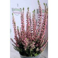 Csarab Calluna vulg. 'Beauty Ladies 25-30cm P11