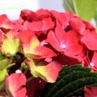 Kerti hortenzia Hydrangea macr. Forever&Ever red 30-40cm