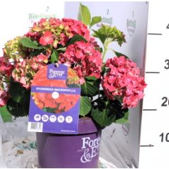 Kerti hortenzia Hydrangea macr. Forever&Ever red 30-40cm