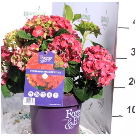 Kerti hortenzia Hydrangea macr. Forever&Ever red 30-40cm