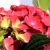 Kerti hortenzia Hydrangea macr. Forever&Ever red 30-40cm