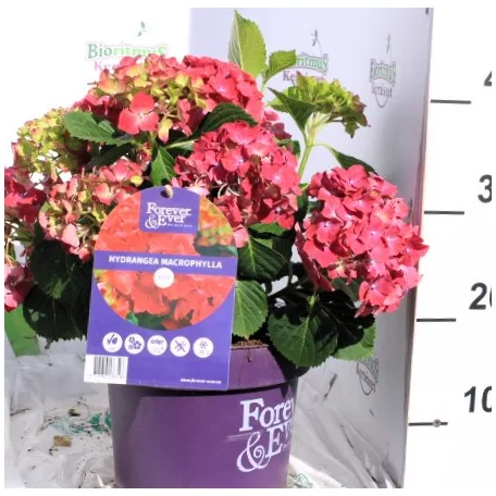 Kerti hortenzia Hydrangea macr. Forever&Ever red 30-40cm