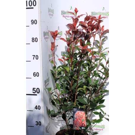 Korallberkenye Photinia fras. Carré Rouge 60-80 cm