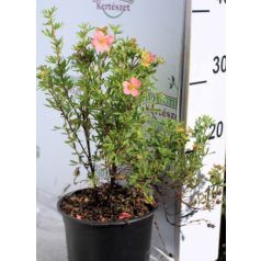 Cserjés pimpó Potentilla fr. Pink Queen K2 30-40 cm