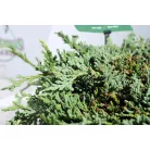 Kék terülő henyeboróka Juniperus horizontalis 'Icee Blue 20-25 cm