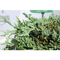   Kék terülő henyeboróka Juniperus horizontalis 'Icee Blue 20-25 cm