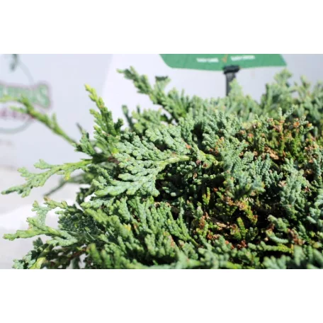 Kék terülő henyeboróka Juniperus horizontalis 'Icee Blue 20-25 cm