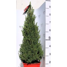 Cukorsüvegfenyő Picea gl. Conica Perfecta 80-85 cm P24